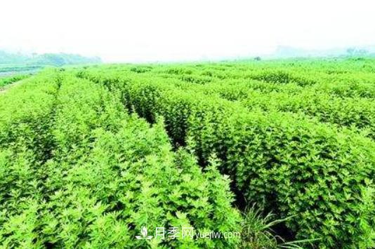 我的南阳 全国超50%的艾草制品来自南阳(图1)