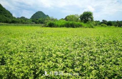 南召县石门乡竹园村 艾草产业链富了众乡邻(图1)