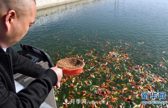 镇平县观赏鱼养殖 金鱼之乡小锦鲤游出大产业(图1)