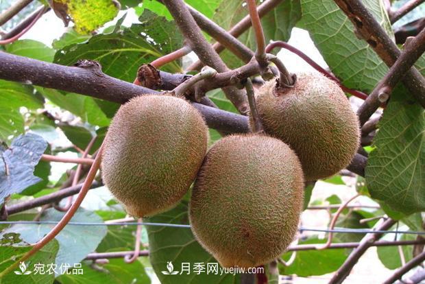 西峡猕猴桃入选中国农业品牌目录 南阳特色农产品的代表(图1)
