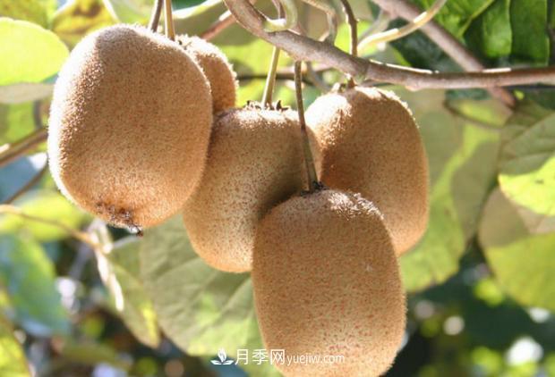 西峡猕猴桃入选中国农业品牌目录 南阳特色农产品的代表(图3)