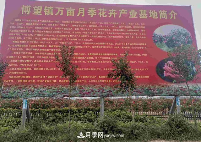 南阳方城县博望镇“月季书记”带领村民发家致富(图1)