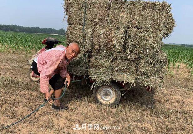 开封市艾草艾根种植编织致富梦想(图2)