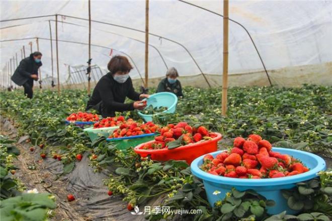 南阳今年农业农村重点工作和目标敲定！(图3)