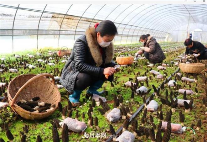 南阳今年农业农村重点工作和目标敲定！(图2)