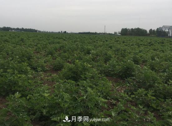 艾草种植技术为什么选南阳，为什么选国医仲景公司？(图1)