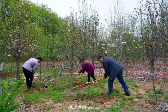 河南南召玉兰花木成为现代农业一张绚丽名片(图1)