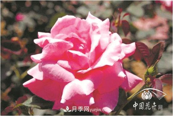 北京什么月季***美***自修 月季专家带您细细品(图3)