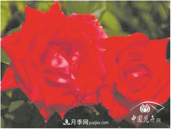 北京什么月季***美***自修 月季专家带您细细品(图5)