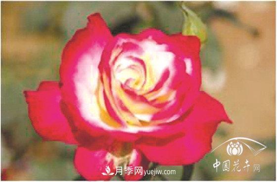 北京什么月季***美***自修 月季专家带您细细品(图1)