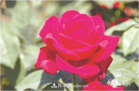 北京什么月季***美***自修 月季专家带您细细品(图4)