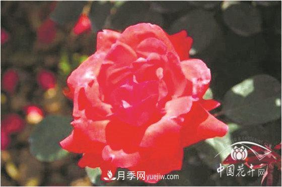 北京什么月季***美***自修 月季专家带您细细品(图2)