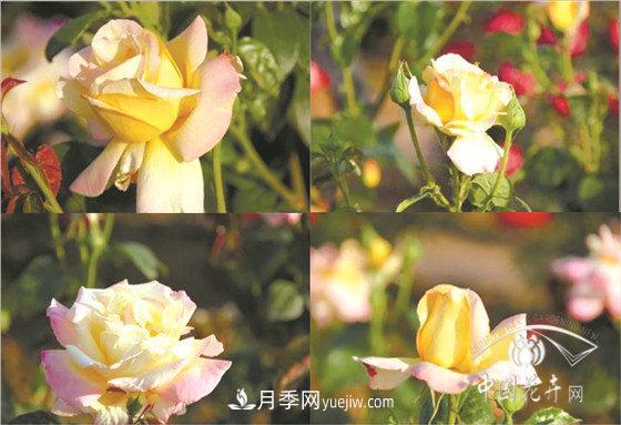 北京什么月季***美***自修 月季专家带您细细品(图7)