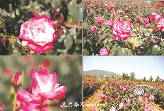北京什么月季***美***自修 月季专家带您细细品(图6)