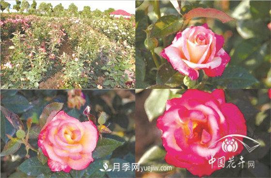 北京什么月季***美***自修 月季专家带您细细品(图8)