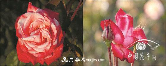 北京什么月季***美***自修 月季专家带您细细品(图9)