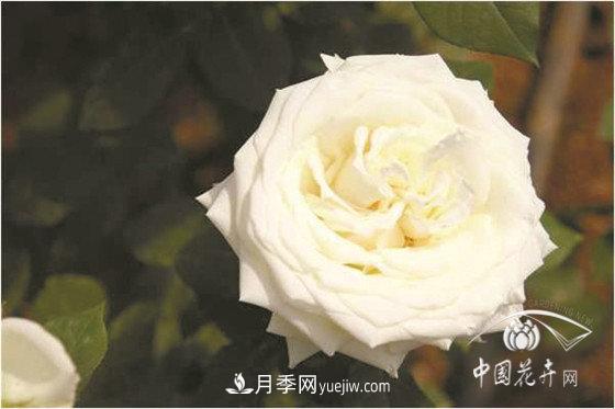 北京什么月季***美***自修 月季专家带您细细品(图11)