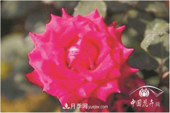 北京什么月季***美***自修 月季专家带您细细品(图14)