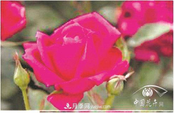 北京什么月季***美***自修 月季专家带您细细品(图15)