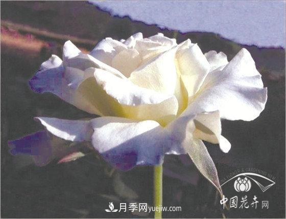 北京什么月季***美***自修 月季专家带您细细品(图12)