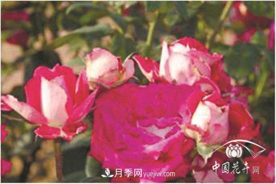 北京什么月季***美***自修 月季专家带您细细品(图18)
