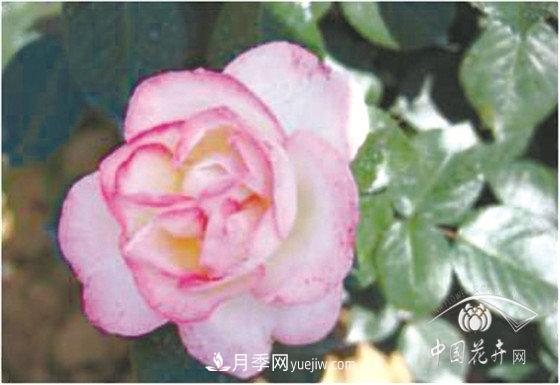 北京什么月季***美***自修 月季专家带您细细品(图13)