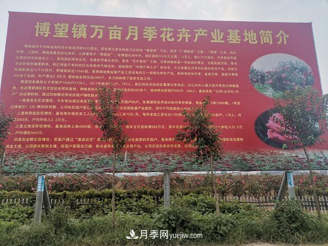 南阳市博望镇万亩月季花卉产业基地简介(图1)