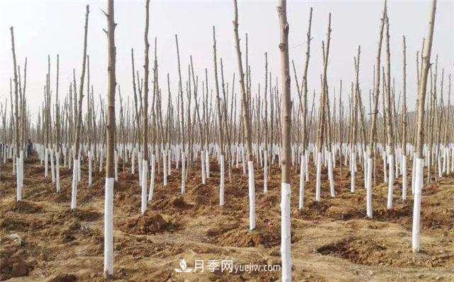 绿化苗木什么时间涂白效果***好，有哪些基本要求(图1)