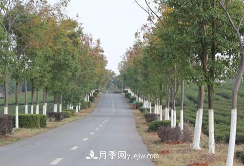绿化苗木什么时间涂白效果***好，有哪些基本要求(图2)