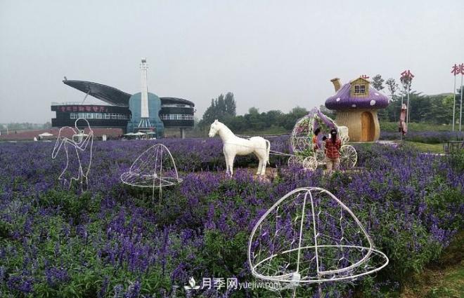河南洛阳“梦幻公园”走红，超30种花卉还有游乐场(图2)