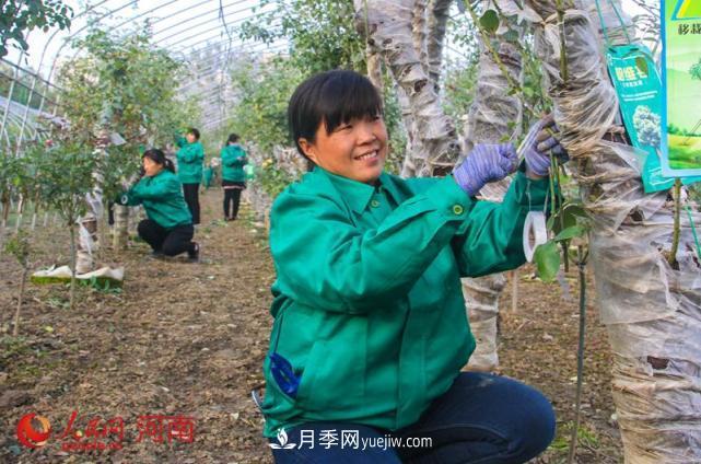 河南南阳：月季嫁接确保明年增产 月季产业助农增收(图1)