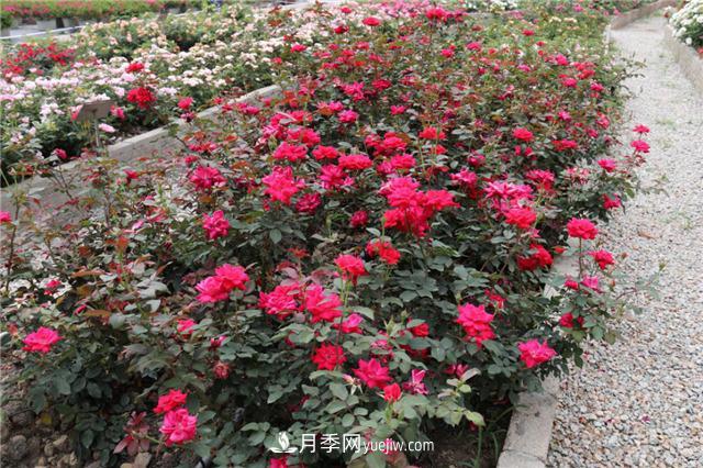 花开华南地区，哪些月季品种，征服了广州这片“热土”？(图6)