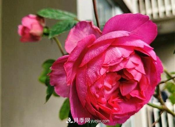 被称作“最美最香”的月季花，花型超大，你知道是哪个品种吗(图2)