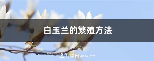 南阳白玉兰苗木的繁殖方法(图1)