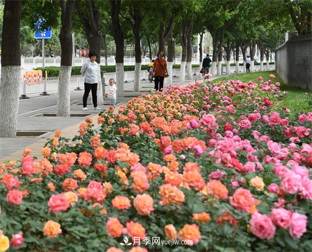 看一看南阳月季的市政绿化工程案例(图3)