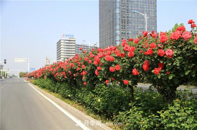 看一看南阳月季的市政绿化工程案例(图4)