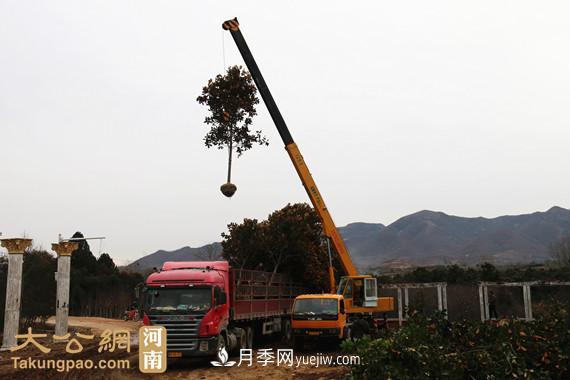 南阳南召：玉兰苗木产业 飘香名扬天下(图4)