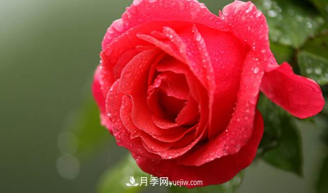 集齐这10种颜色的月季花品种，你就是花界大神，打开眼界(图1)