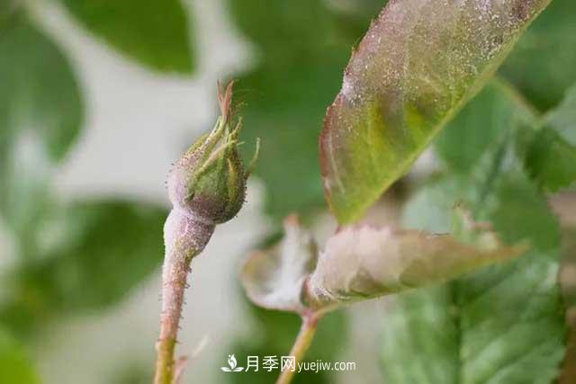 月季花容易招虫，盆里丢两种东西杀菌灭虫效果好(图1)