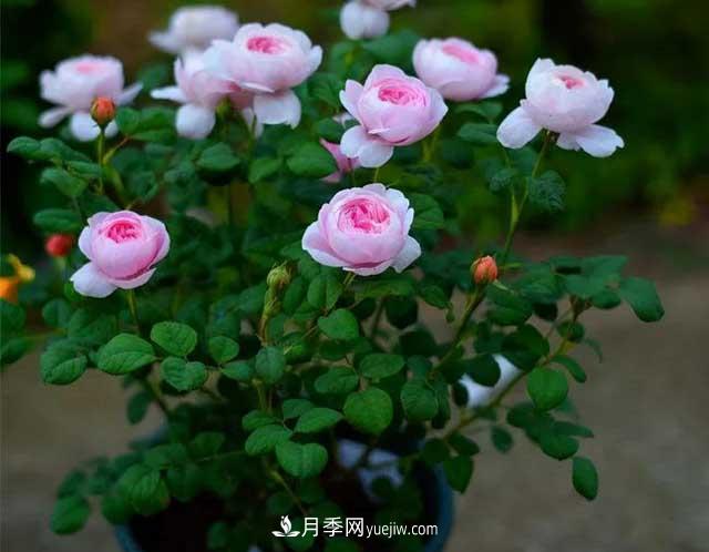 月季花容易招虫，盆里丢两种东西杀菌灭虫效果好(图2)