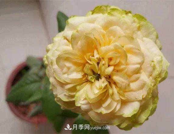 10款月季花，花比拳头大，随便一棵就能长一院子(图8)