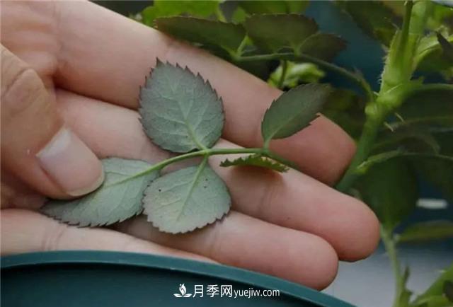 红蜘蛛是月季花的天敌，有3种方法轻松消灭(图3)