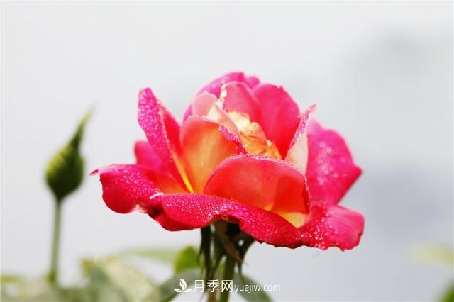 秋冬季节，月季花如何施肥和除虫(图1)