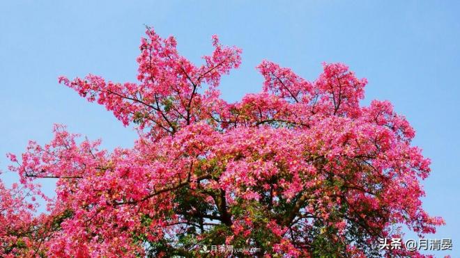 盘点那些记忆里的花木景色(图2)