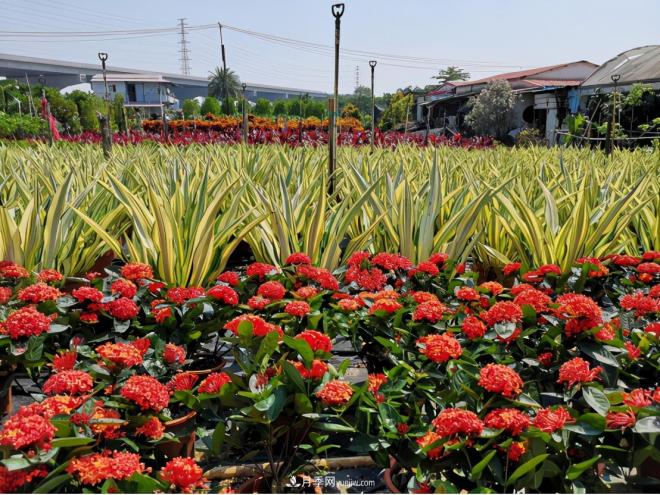 广东省中山市横栏镇，这个3万亩的花木之乡，亩均年产值竟达10万元(图4)