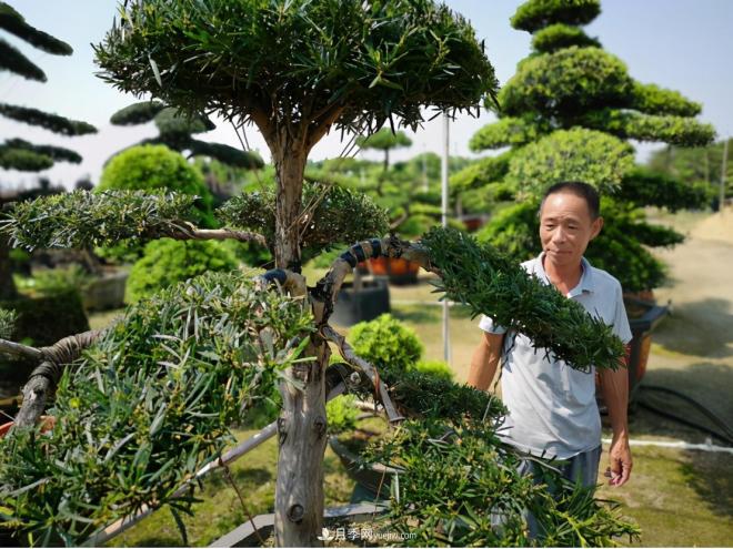 广东省中山市横栏镇，这个3万亩的花木之乡，亩均年产值竟达10万元(图5)