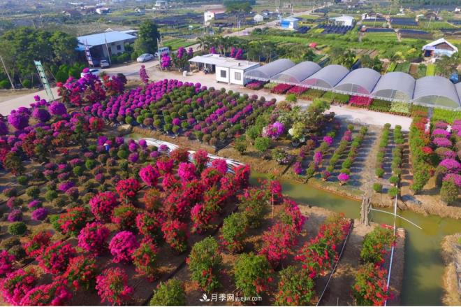 广东省中山市横栏镇，这个3万亩的花木之乡，亩均年产值竟达10万元(图9)