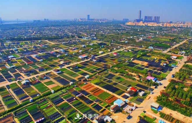 广东省中山市横栏镇，这个3万亩的花木之乡，亩均年产值竟达10万元(图1)