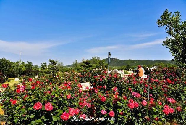 莱州月季之都，最浪漫的月季花海！看这里！(图1)