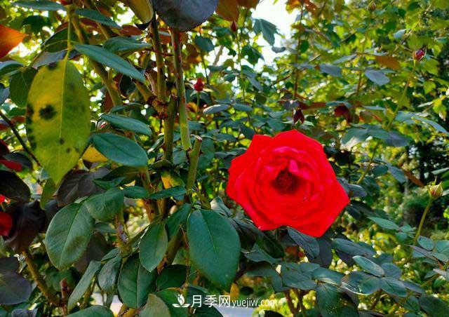 《七绝·月季花》月月飘香月月红，丹葩弄影笑秋风(图3)